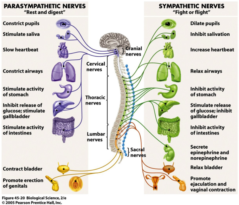 Parasympathetic and Sympathetic Nerves